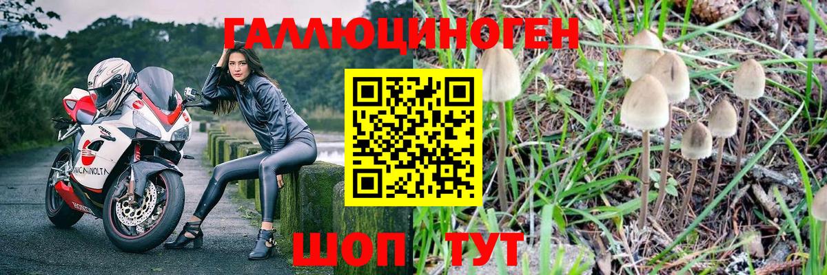Псилоцибиновые грибы Psilocybine cubensis Ипатово